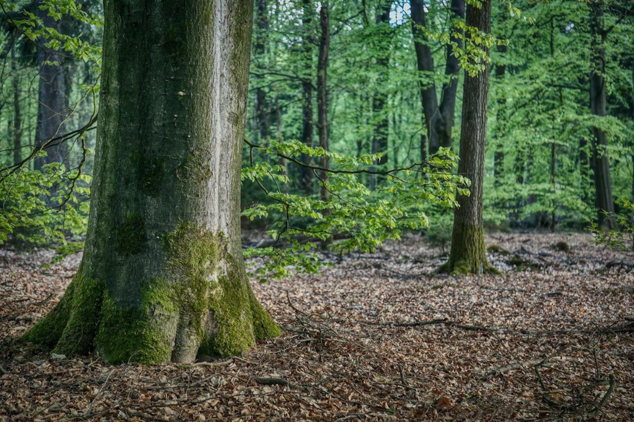 Van Abelshoeve Gieterveen Dış mekan fotoğraf